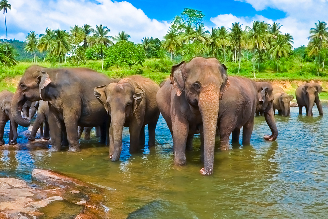 tourhub | Intrepid Travel | Sri Lanka Safari 