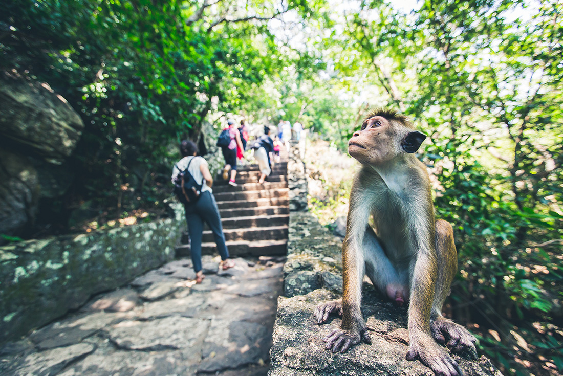 tourhub | Intrepid Travel | Sri Lanka Safari 