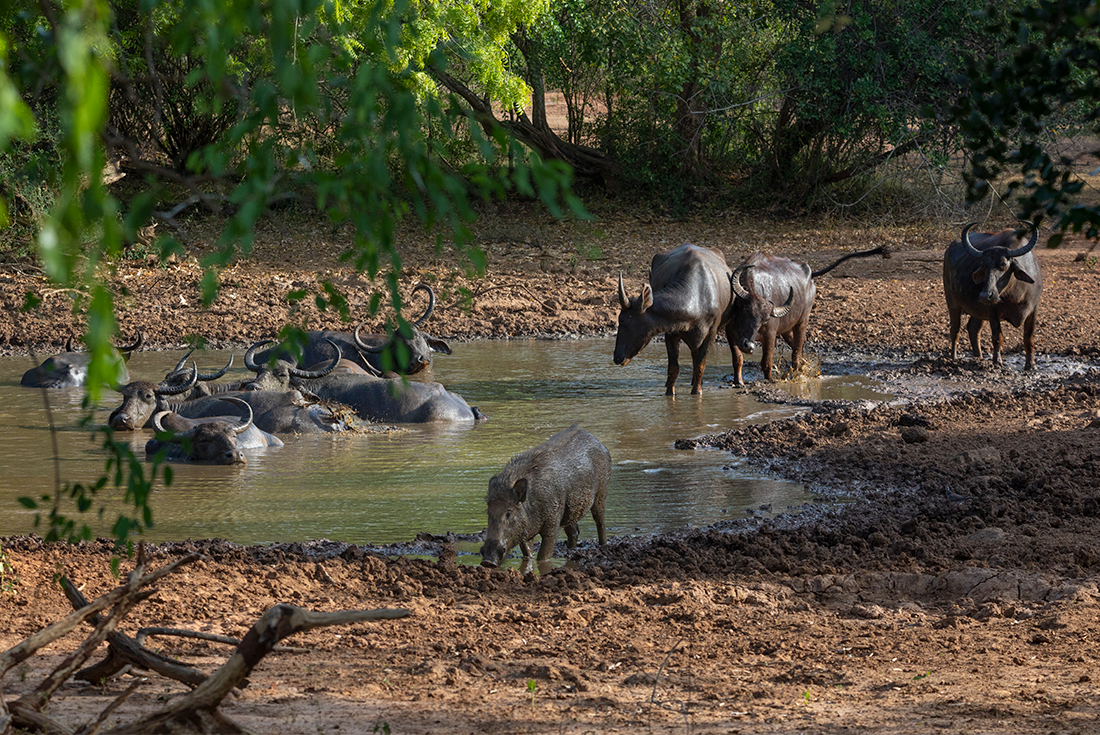 Sri Lanka Safari