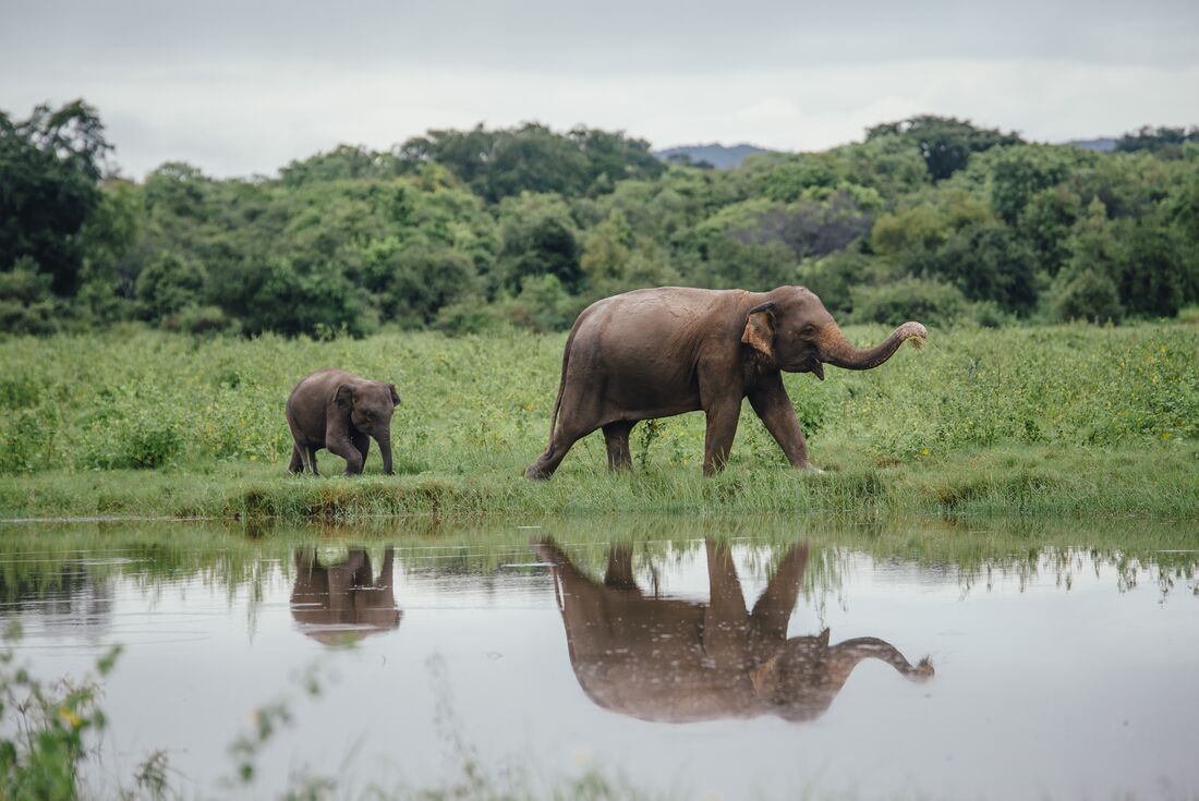 tourhub | Intrepid Travel | Sri Lanka Explorer 