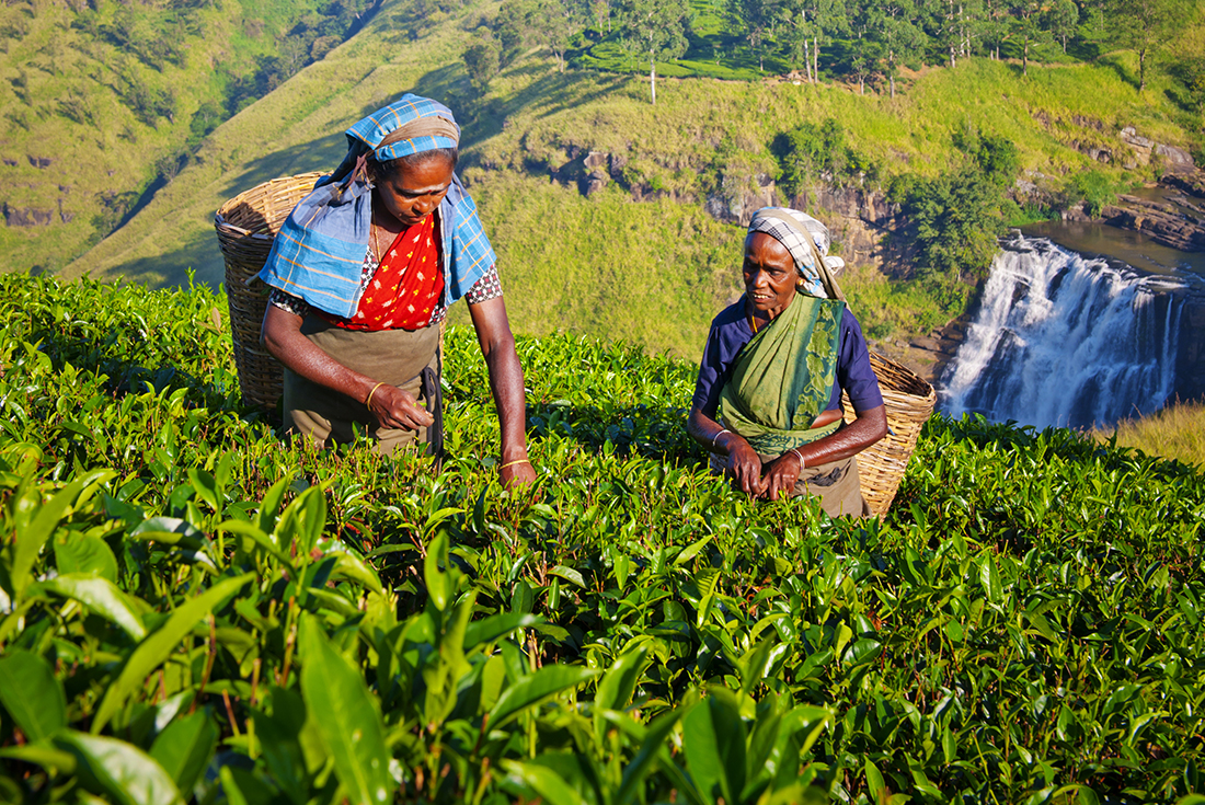 tourhub | Intrepid Travel | Sri Lanka Real Food Adventure 