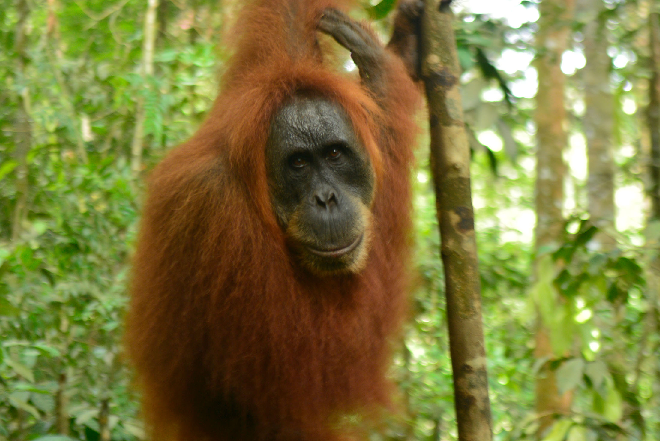 tourhub | Intrepid Travel | Sumatra Adventure 