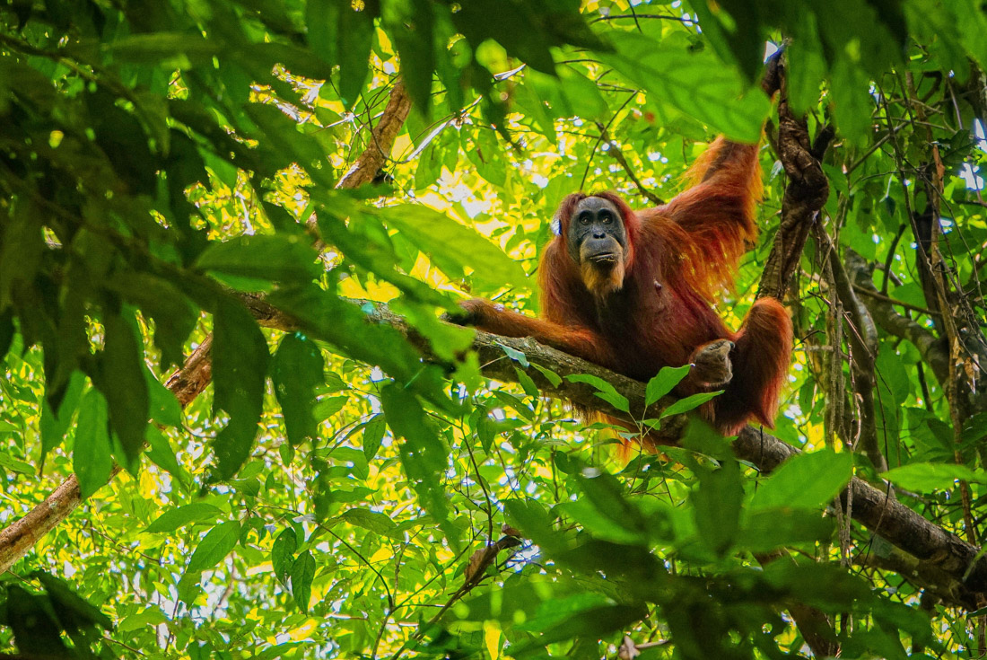 tourhub | Intrepid Travel | Sumatra Adventure 