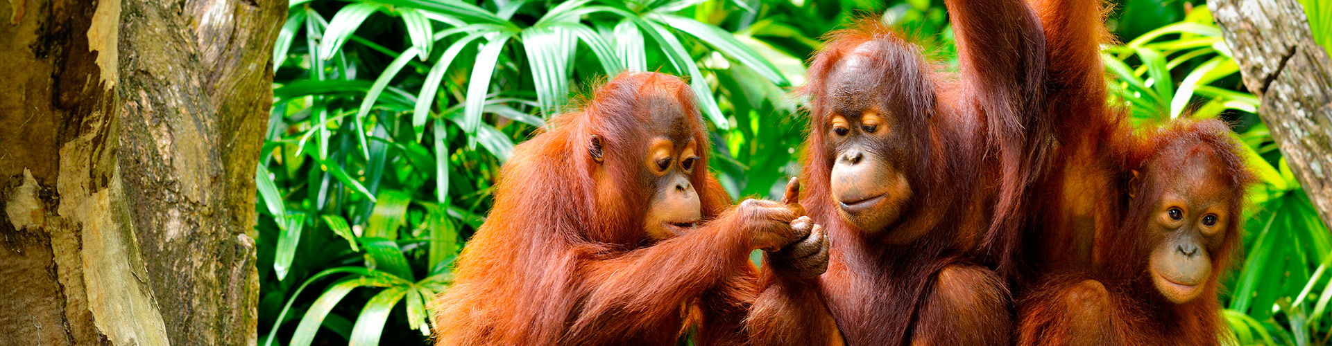 tourhub | Intrepid Travel | Indonesia Expedition: Orangutans of Kalimantan  