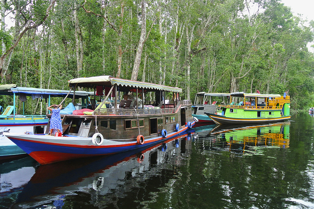 tourhub | Intrepid Travel | Indonesia Expedition: Orangutans of Kalimantan  