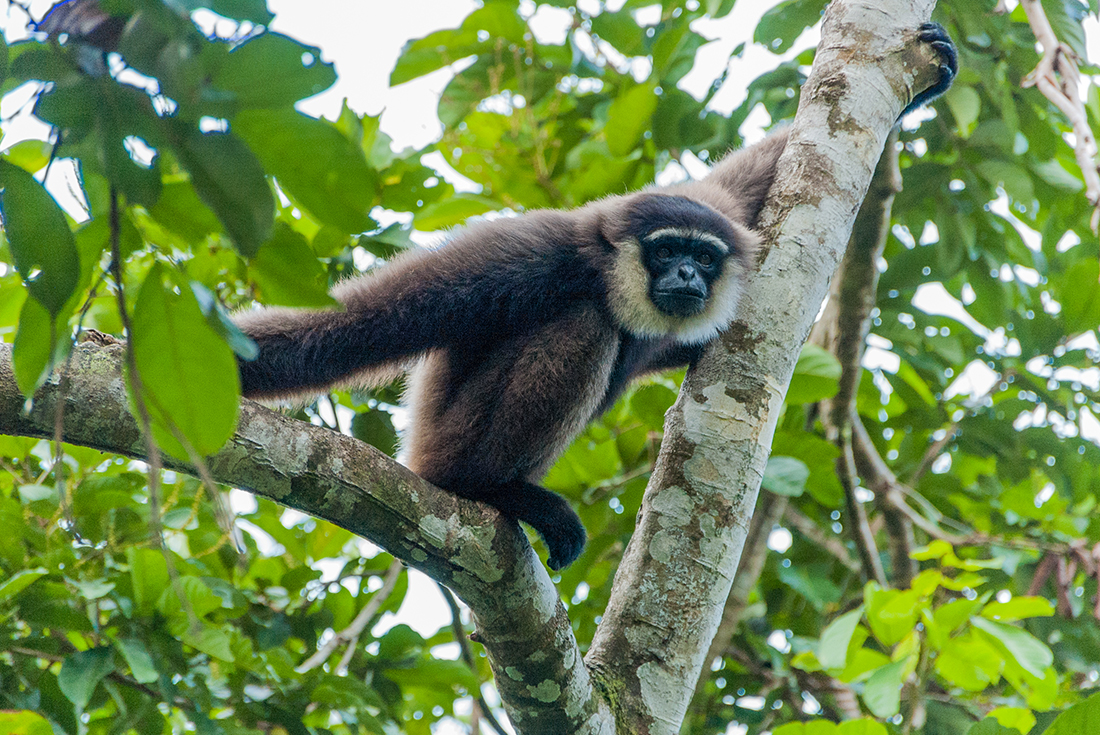 Indonesia Expedition: Orangutans of Kalimantan