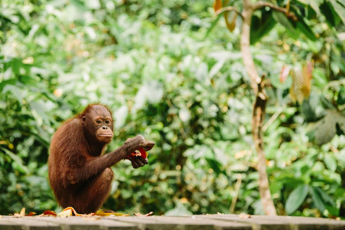 Indonesia Expedition: Orangutans of Kalimantan