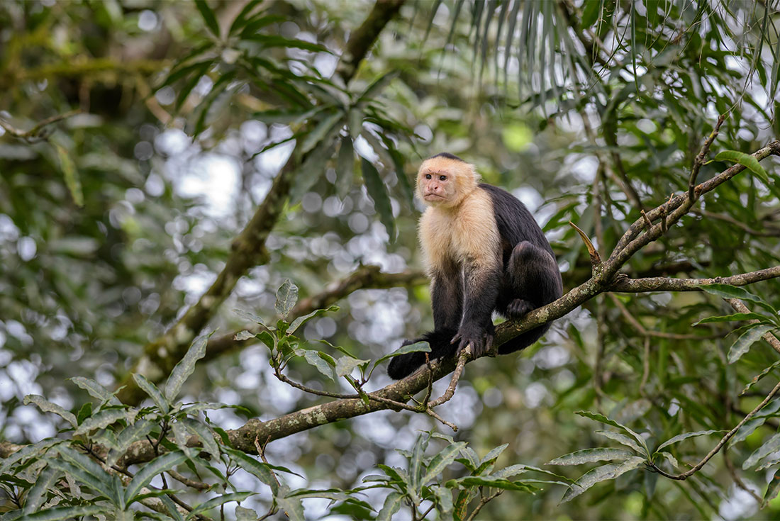 tourhub | Intrepid Travel | One Week In Costa Rica  