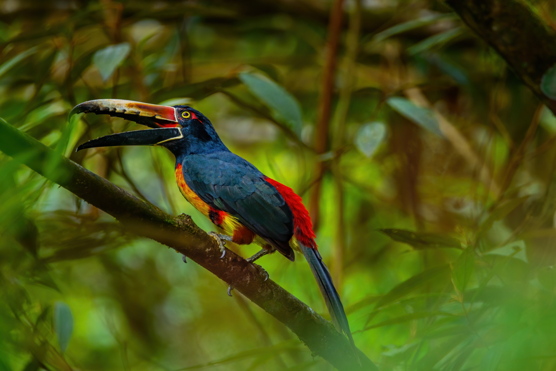 Classic Costa Rica