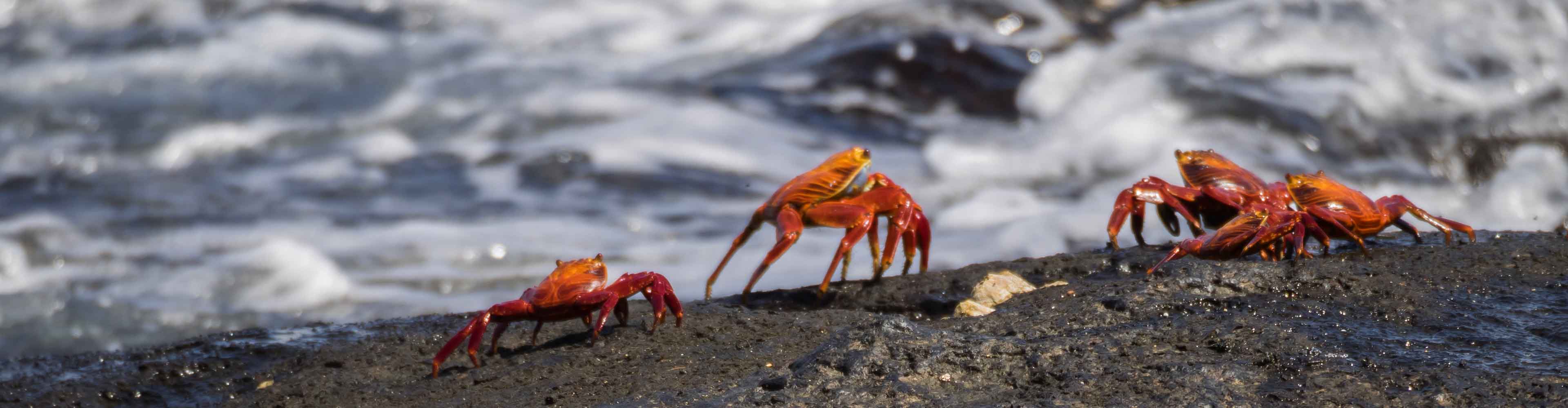 tourhub | Intrepid Travel | Galapagos Discovery 