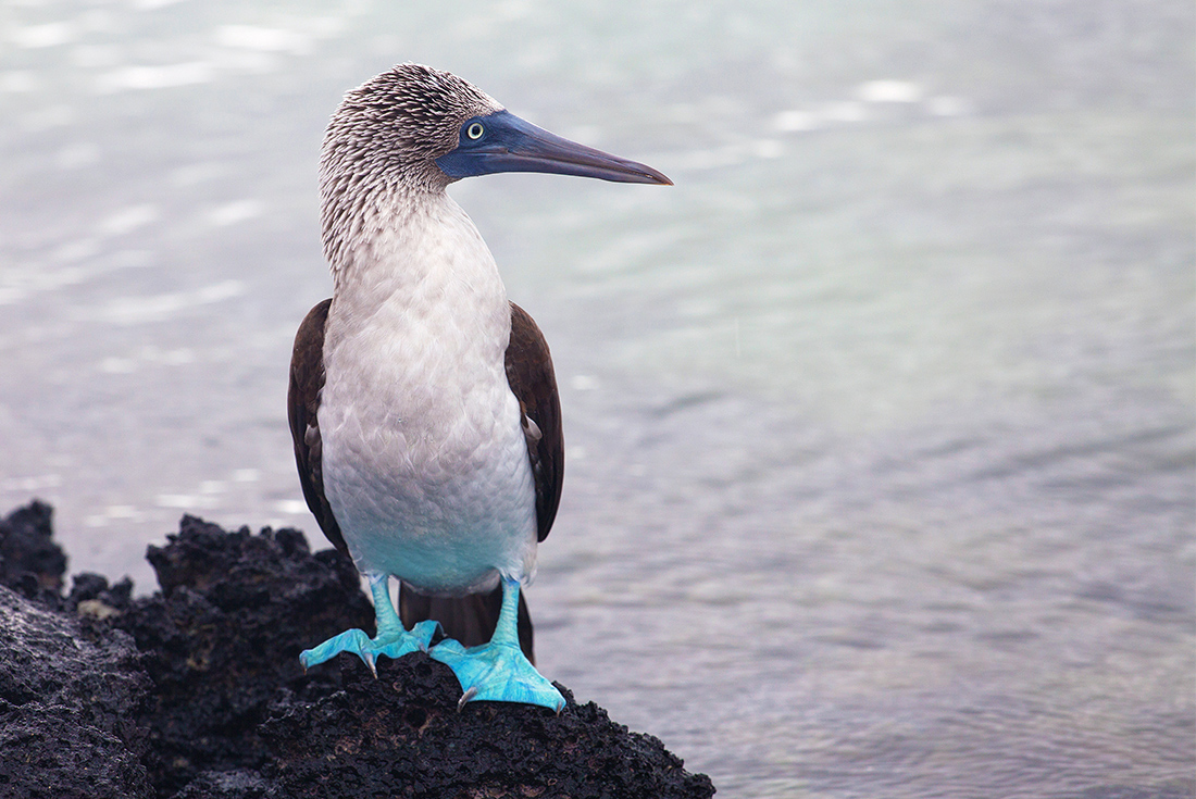 Galapagos Discovery