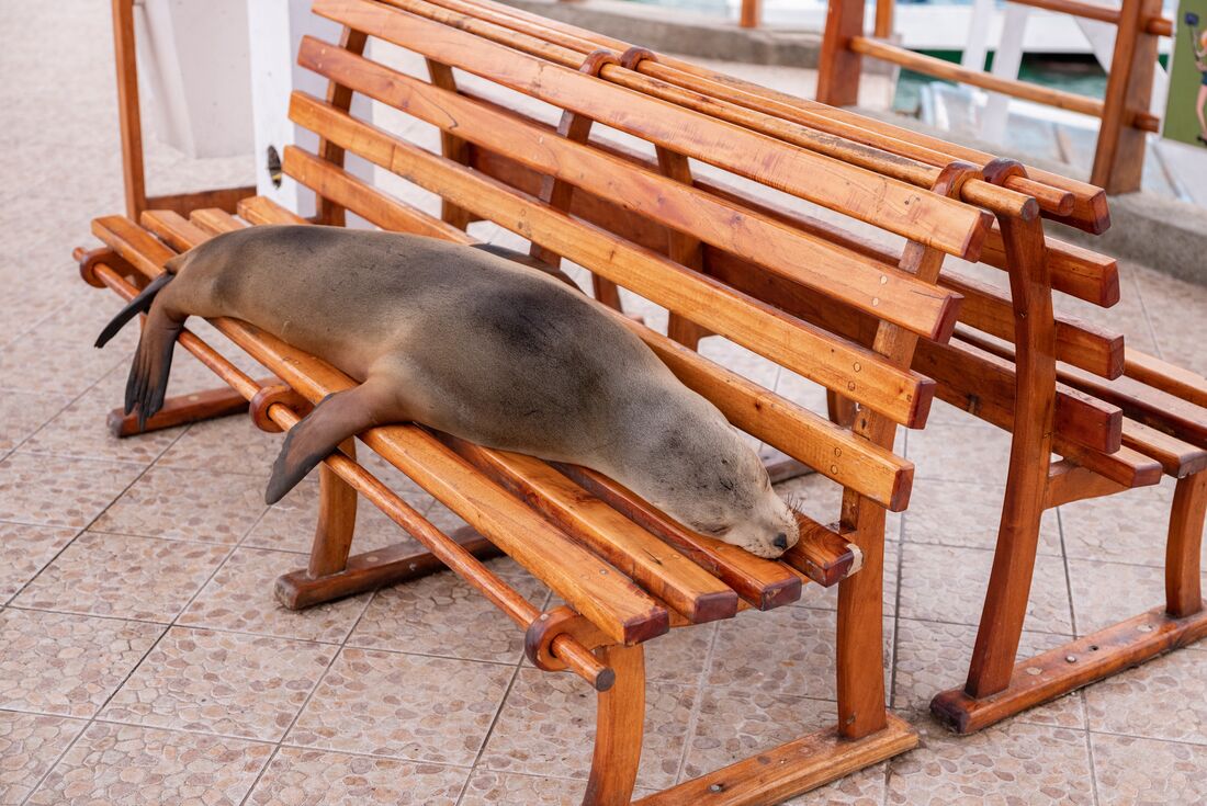 Galapagos Experience