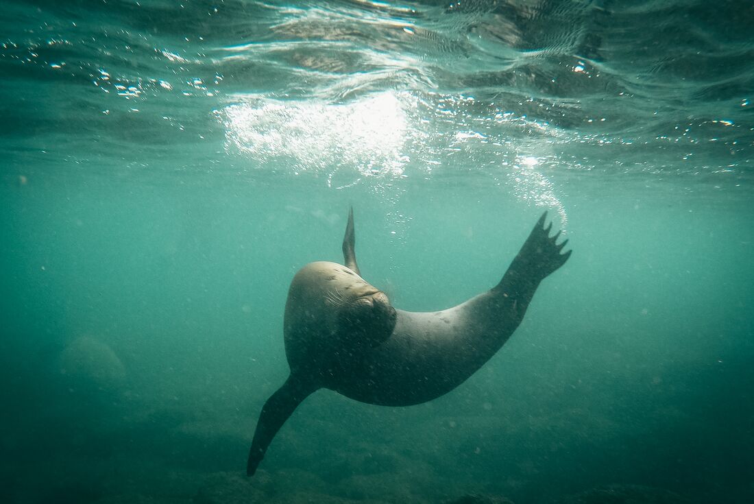 Galapagos Experience