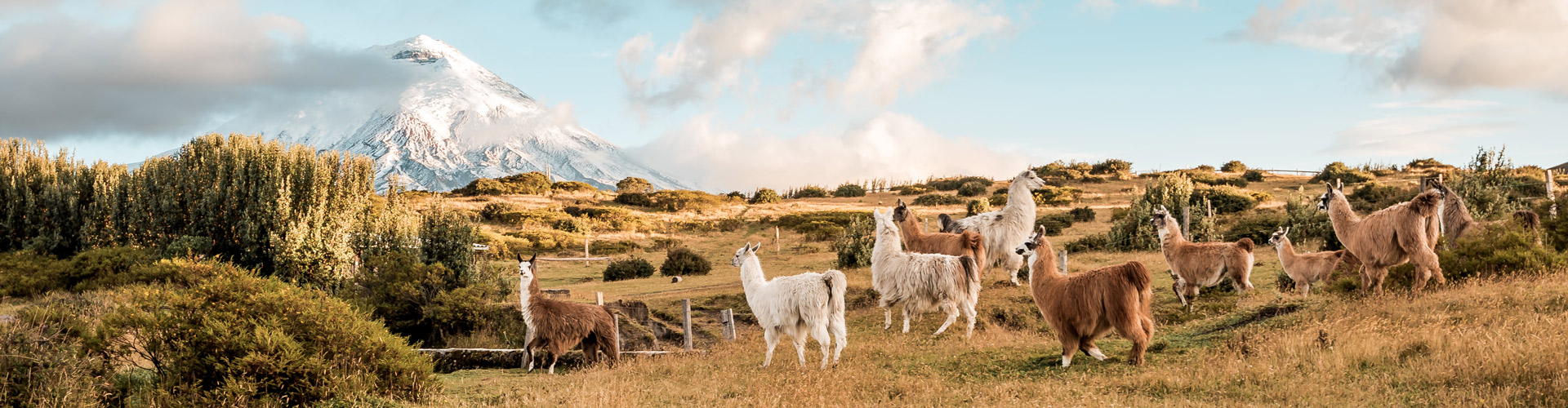 tourhub | Intrepid Travel | Ecuador Highlands  