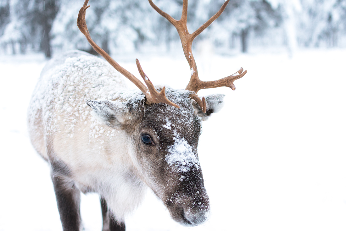 tourhub | Intrepid Travel | Finnish Lapland in Winter 