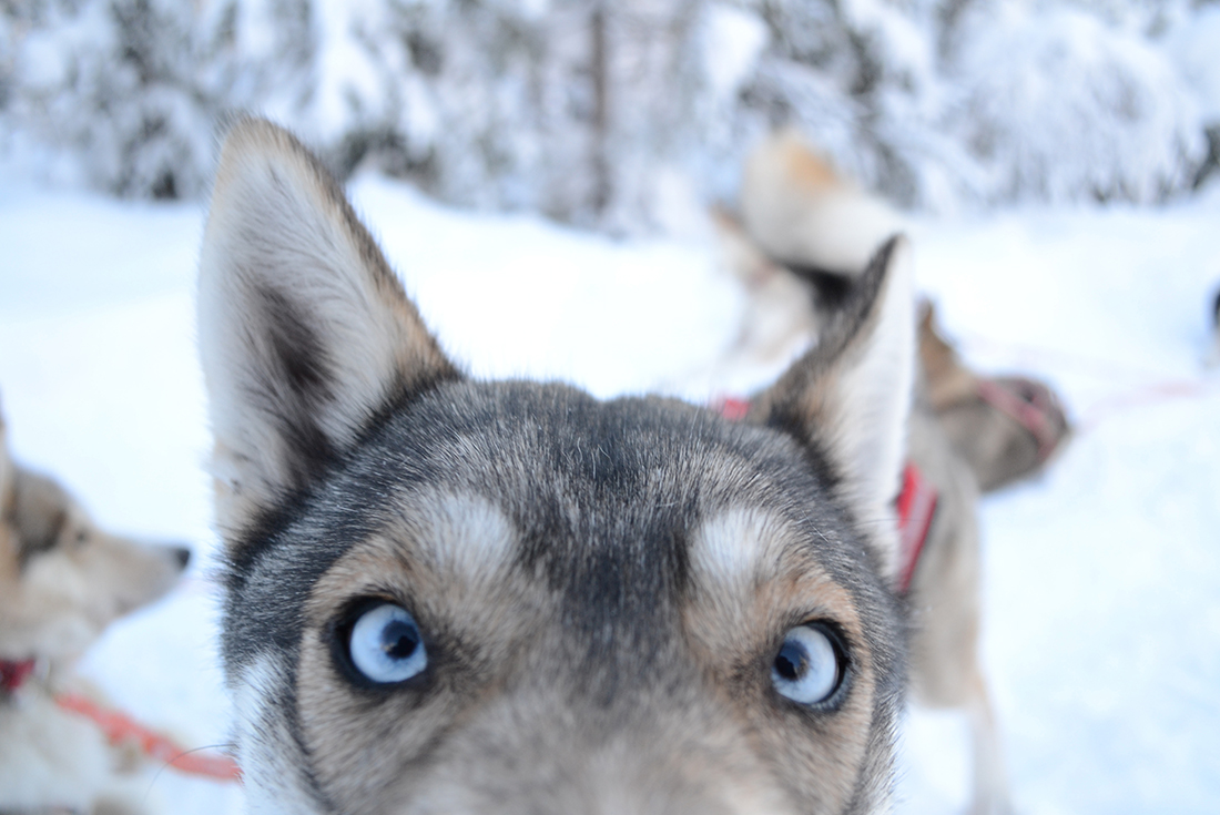 tourhub | Intrepid Travel | Finnish Lapland Winter Family Holiday 