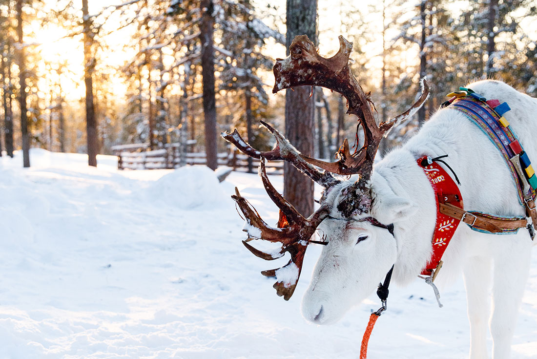 tourhub | Intrepid Travel | Finnish Lapland Winter Family Holiday 