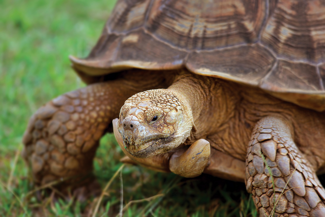 tourhub | Intrepid Travel | Best of Galapagos  