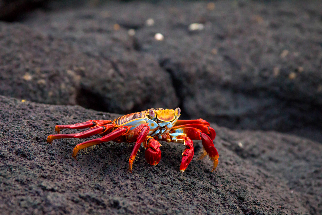 Galapagos Family Holiday