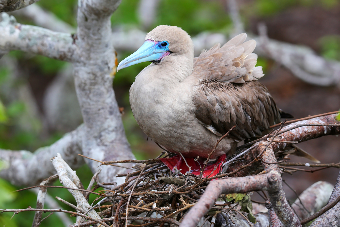 Galapagos Family Holiday