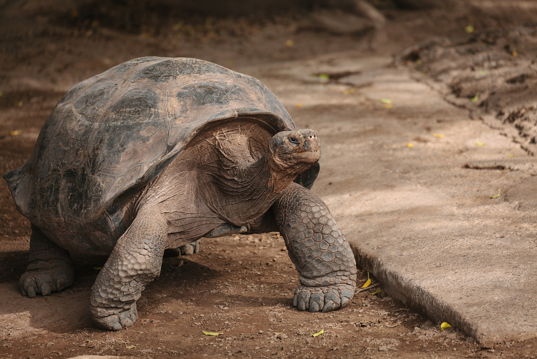 Galapagos & Inca Trail Adventure