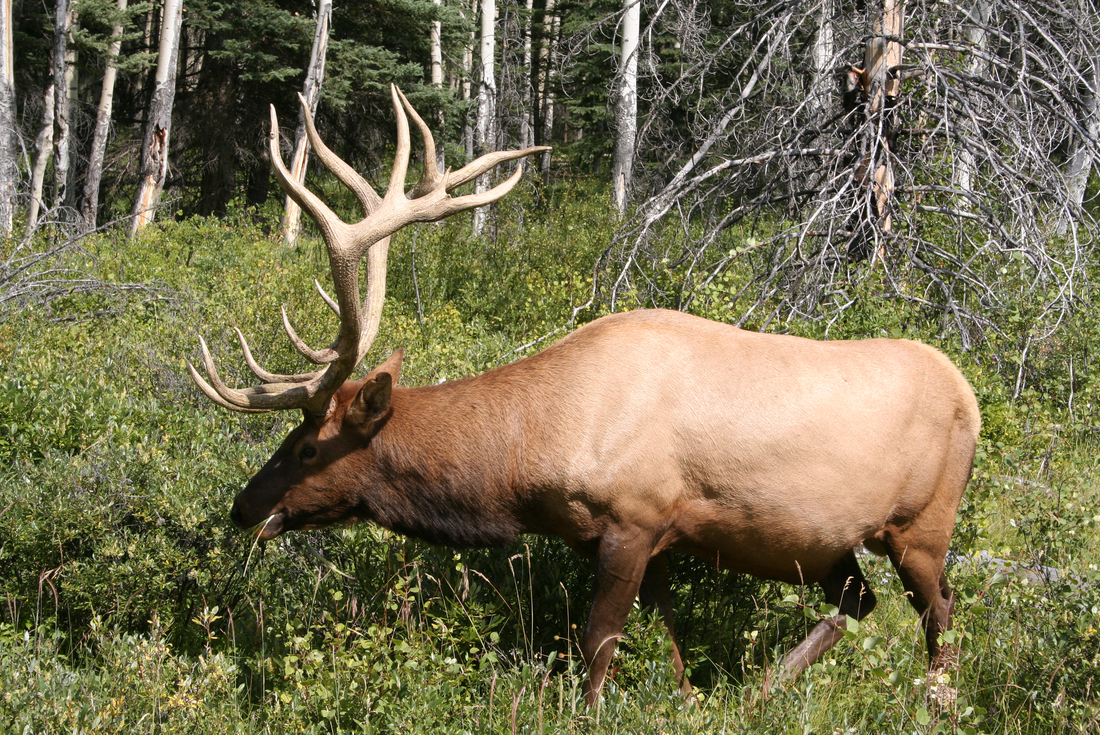 tourhub | Intrepid Travel | Canadian Rockies 