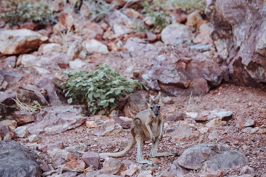 tourhub | Intrepid Travel | Broome to Perth Safari 