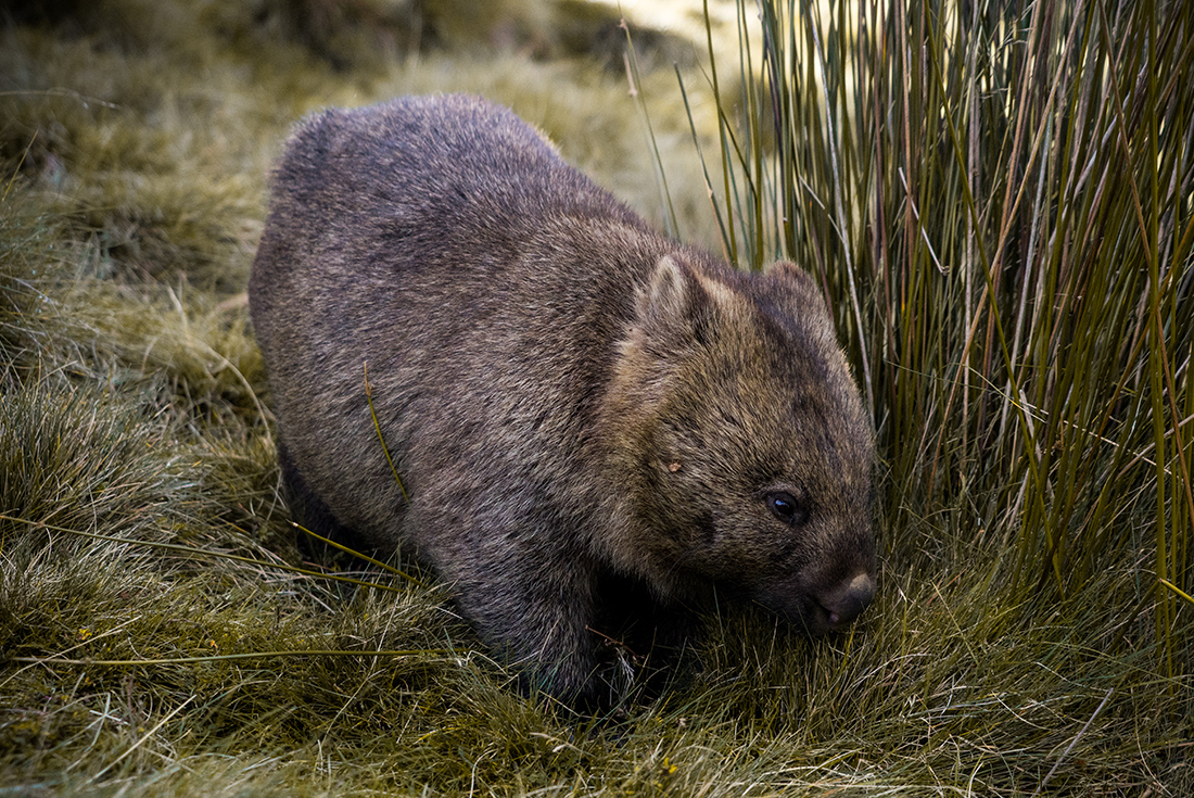 tourhub | Intrepid Travel | Trek the Cradle Mountain Overland Track  