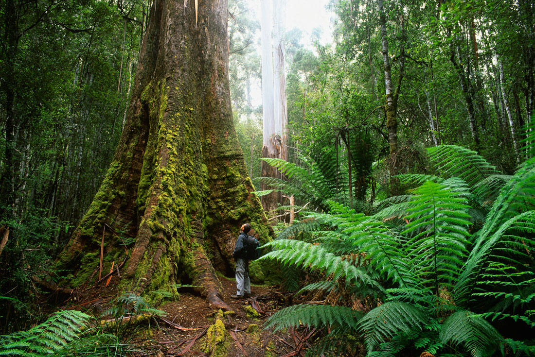 tourhub | Intrepid Travel | Walk Bruny Island & Tasmania's South West 