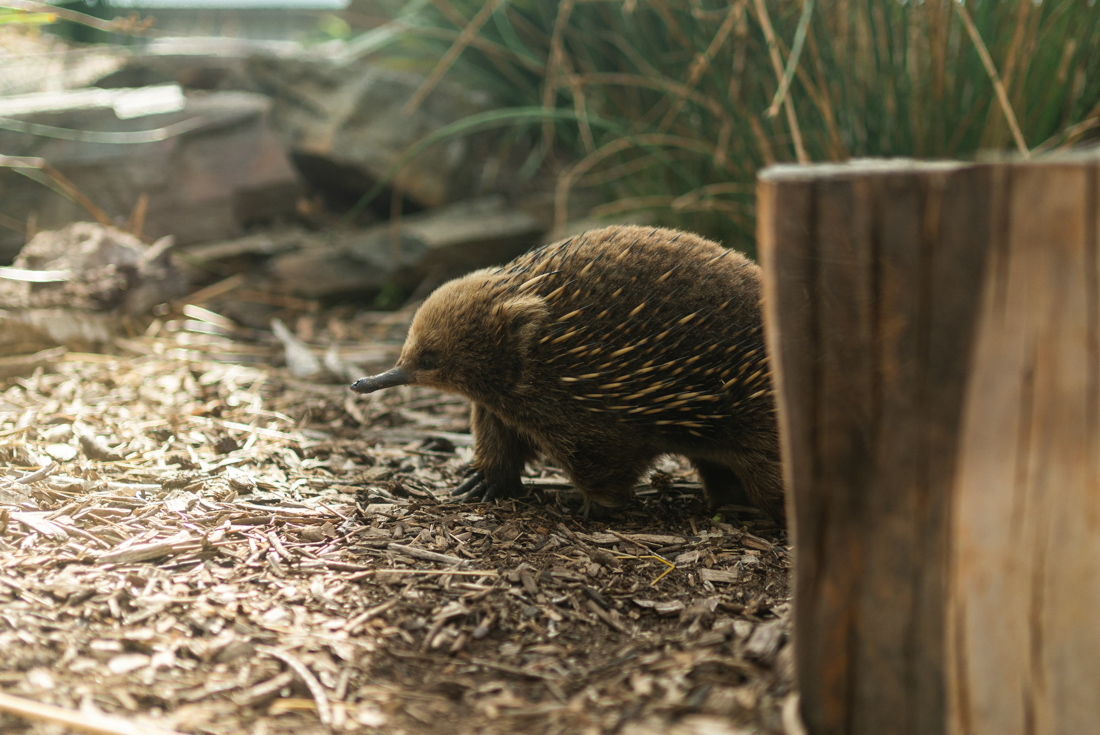 tourhub | Intrepid Travel | Tasmania Adventure 