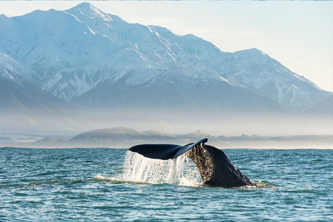 tourhub | Intrepid Travel | New Zealand Uncovered (Northbound)  