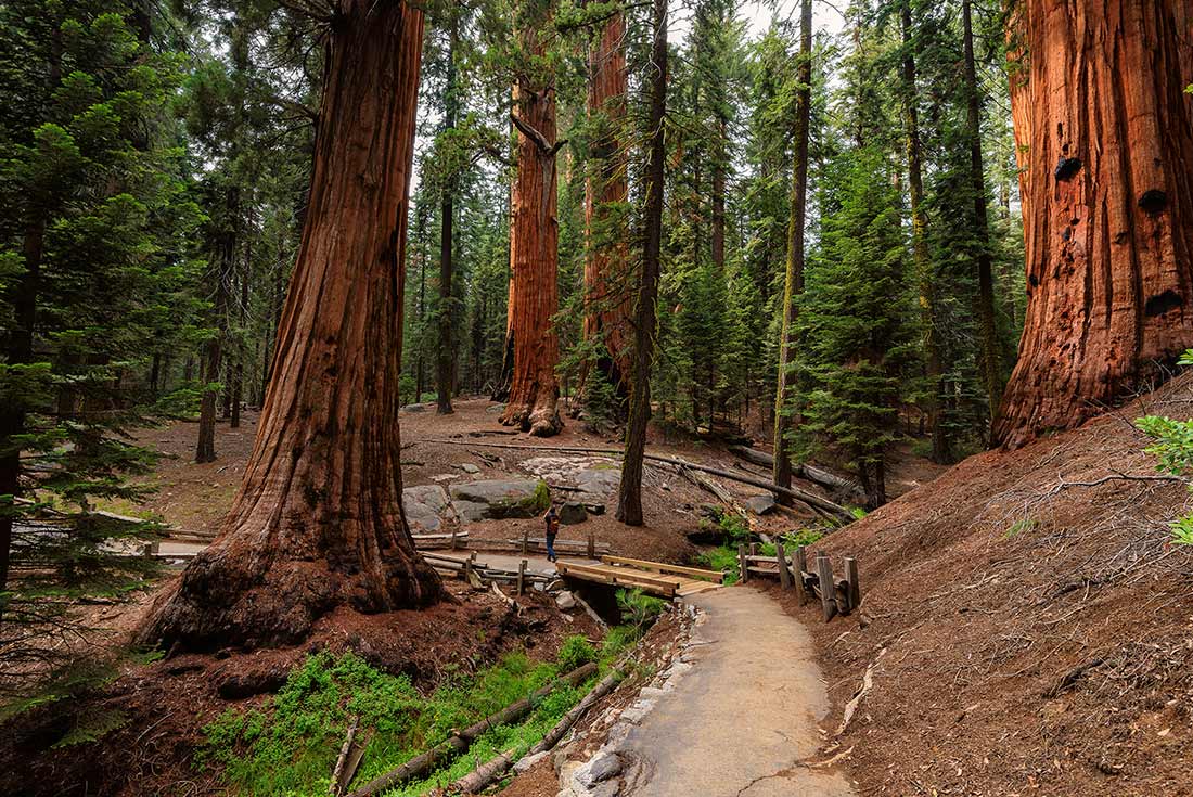 tourhub | Intrepid Travel | Hiking in Yosemite National Park 