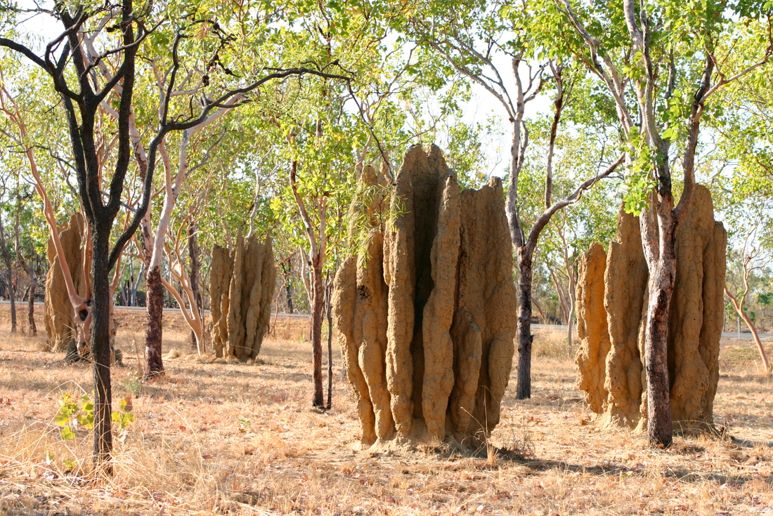 Best of the Top End & Kakadu