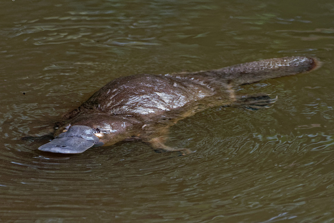 tourhub | Intrepid Travel | Daintree & Cape Tribulation Adventure 