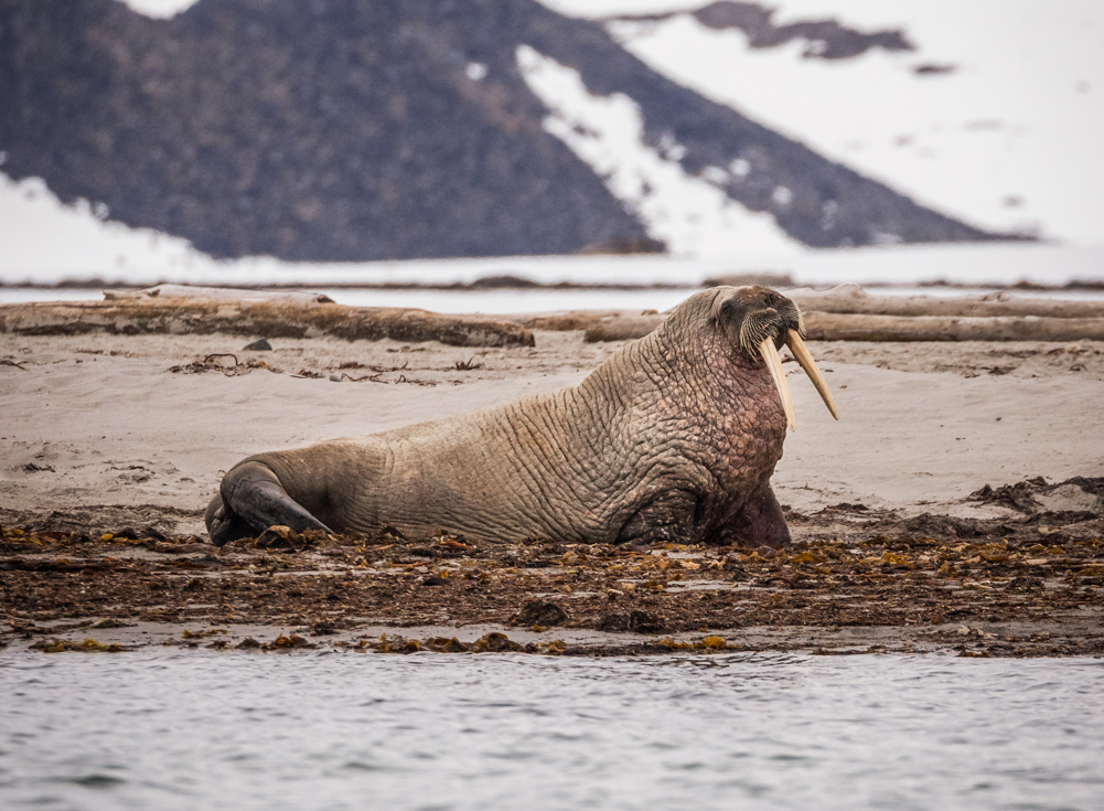 tourhub | Intrepid Travel | Svalbard Explorer: Best of High Arctic Norway in Depth 