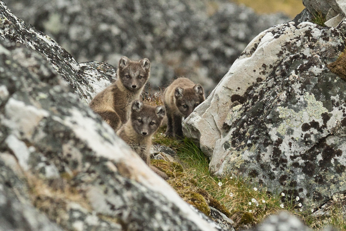 Svalbard Explorer: Best of High Arctic Norway in Depth