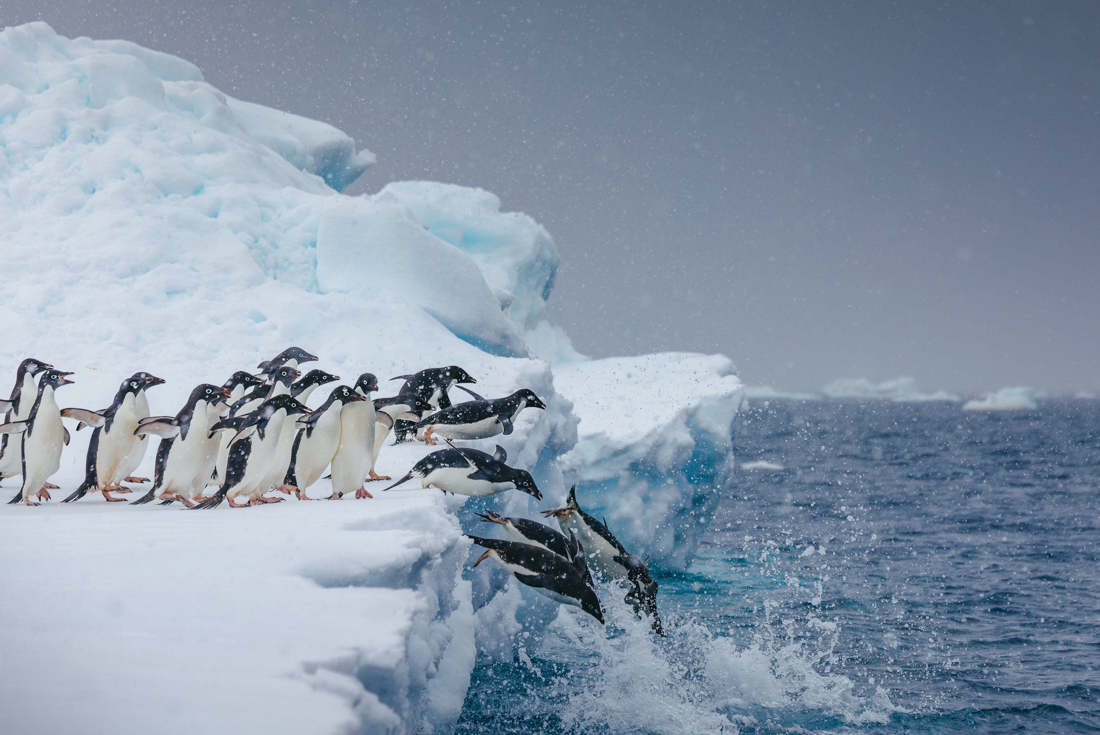 tourhub | Intrepid Travel | Crossing the Circle: Southern Expedition (Ocean Explorer) 