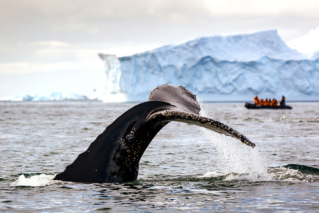 tourhub | Intrepid Travel | Crossing the Circle: Southern Expedition (Ocean Explorer) 