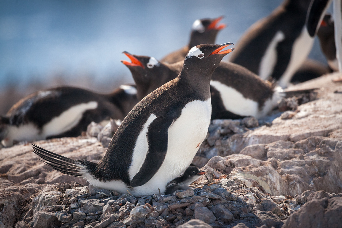 tourhub | Intrepid Travel | Crossing the Circle: Southern Expedition (Ocean Explorer) 