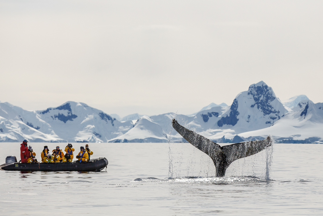 tourhub | Intrepid Travel | Falklands, South Georgia and Antarctica: Explorers and Kings 