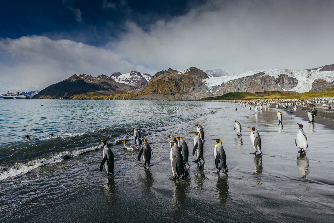 tourhub | Intrepid Travel | Falklands, South Georgia and Antarctica: Explorers and Kings 