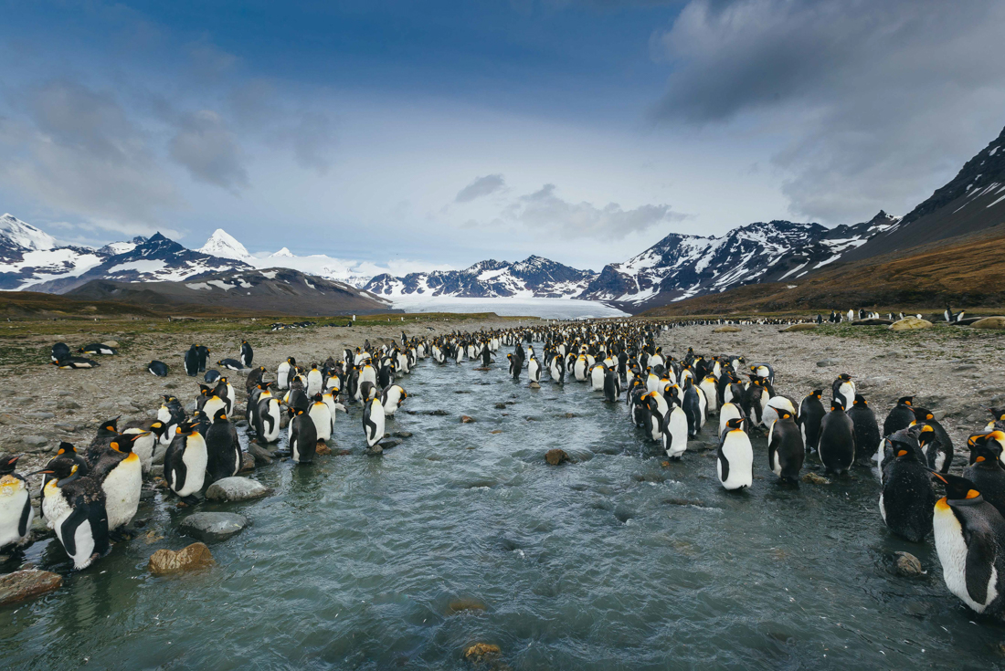 tourhub | Intrepid Travel | Falklands, South Georgia and Antarctica: Explorers and Kings 