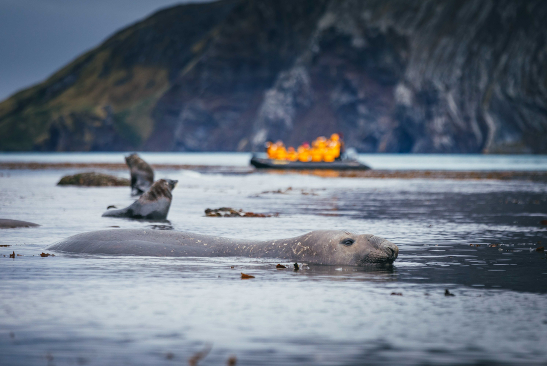 tourhub | Intrepid Travel | Falklands, South Georgia and Antarctica: Explorers and Kings 