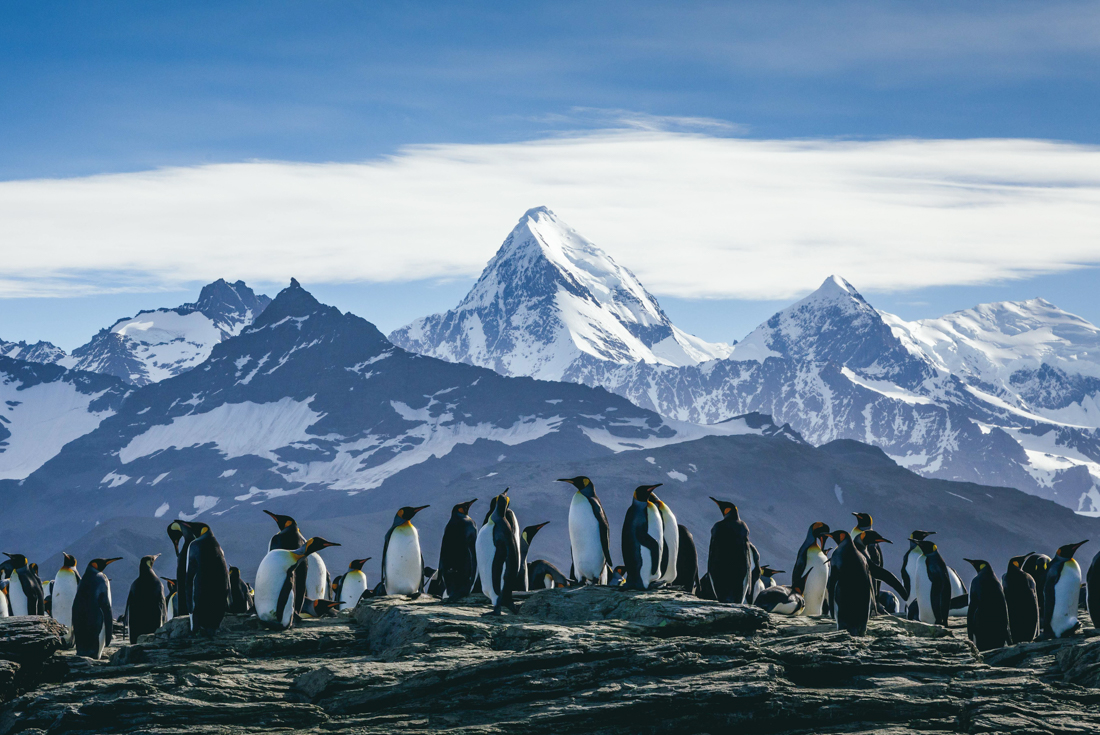 tourhub | Intrepid Travel | South Georgia and Antarctic Peninsula: Penguin Safari  