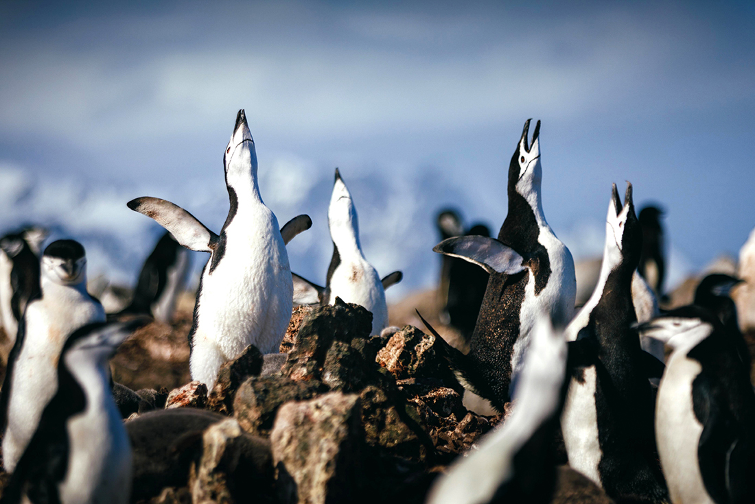 tourhub | Intrepid Travel | South Georgia and Antarctic Peninsula: Penguin Safari  