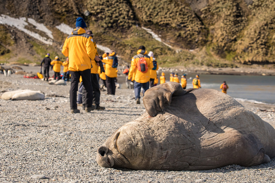 tourhub | Intrepid Travel | South Georgia and Antarctic Peninsula: Penguin Safari  