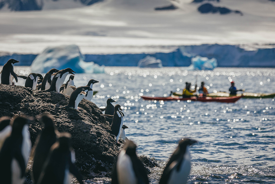 tourhub | Intrepid Travel | South Georgia and Antarctic Peninsula: Penguin Safari  