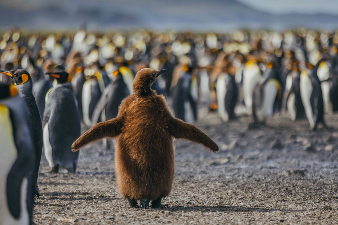 tourhub | Intrepid Travel | South Georgia and Antarctic Peninsula: Penguin Safari  