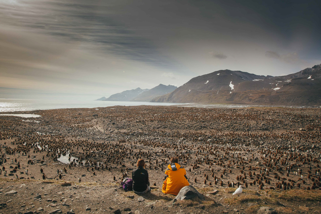 tourhub | Intrepid Travel | South Georgia and Antarctic Peninsula: Penguin Safari  