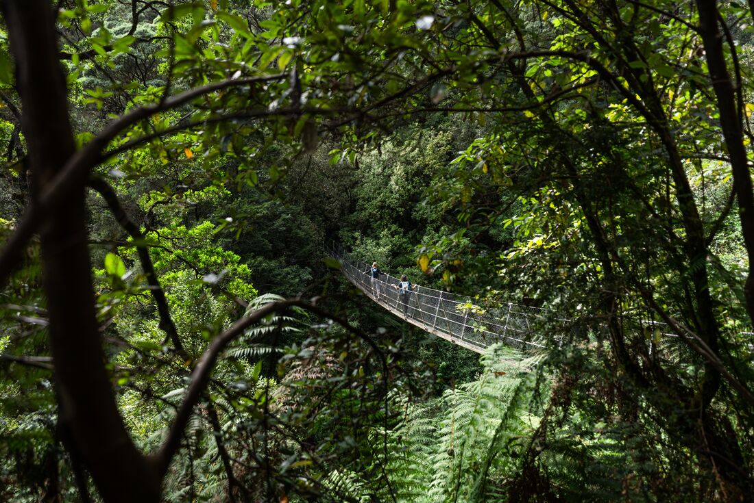 tourhub | Intrepid Travel | Walk Tasmania's Tarkine & Cradle Mountain 